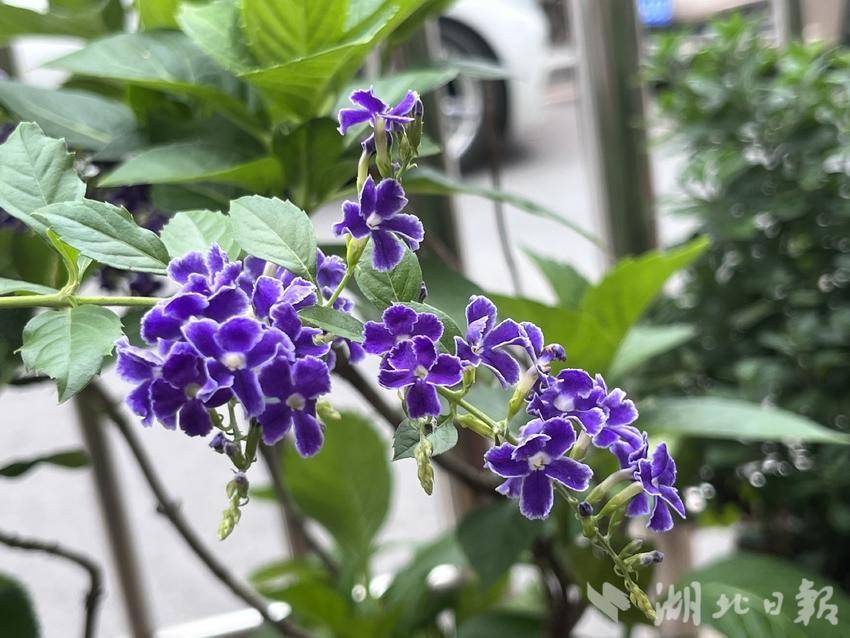 白菜送彩金平台